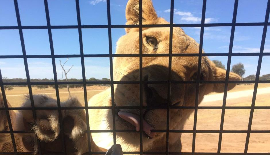 Lion cage at Monarto