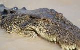 Saltwater crocodile