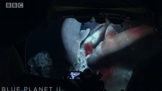 Seven bluntnose sixgill sharks were feasting on a sperm whale carcass when the submarine arrived.