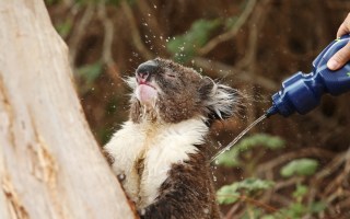 koala