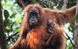 orangutan