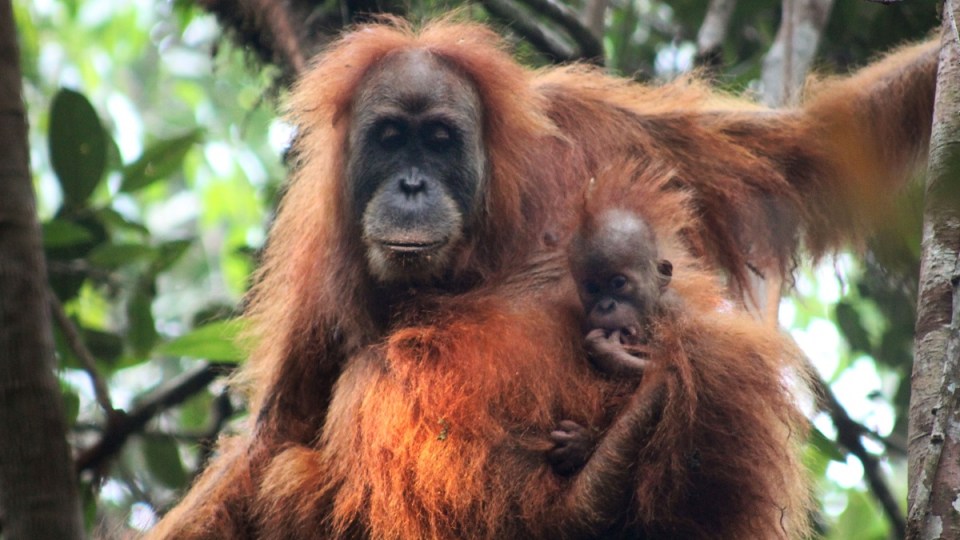 orangutan