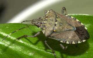 stink bug