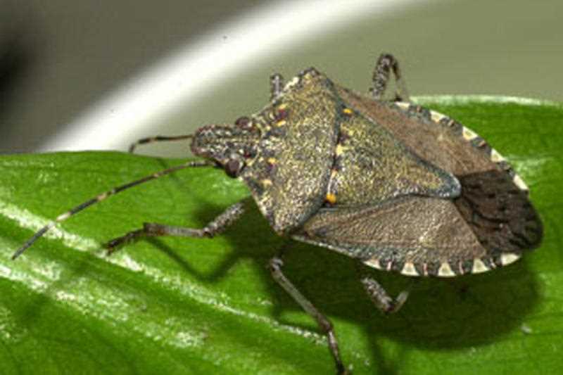 stink bug