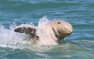 An Australian snubfin dolphin found in Papua New Guinea
