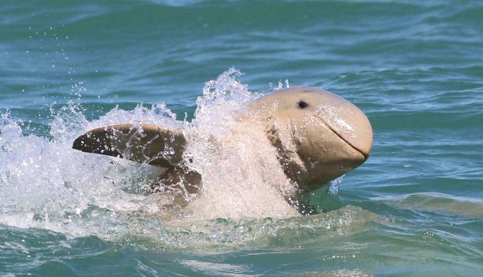 An Australian snubfin dolphin found in Papua New Guinea