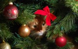 Cat in Christmas tree