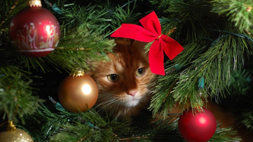 Cat in Christmas tree