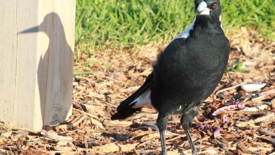 Magpie