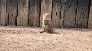 A baby quokka has taken its first hops in adorable video.