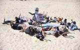 shark nets qld and nsw