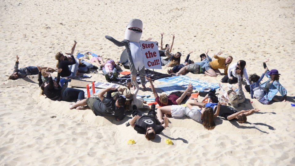 shark nets qld and nsw