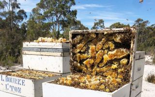 manuka honey