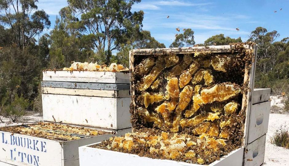 manuka honey