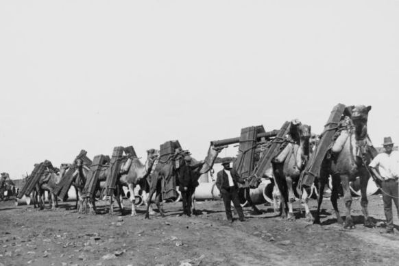Camels conveying material, construction of the Trans-Australia Railway, ca. 1917