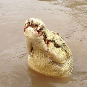Michael Jackson crocodile
