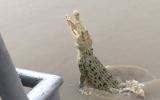 Pearl the Albino crocodile