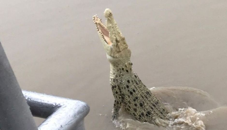 Pearl the Albino crocodile