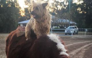 Rusty the dog on back of a cow