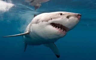 Summer's deadly list Sharks