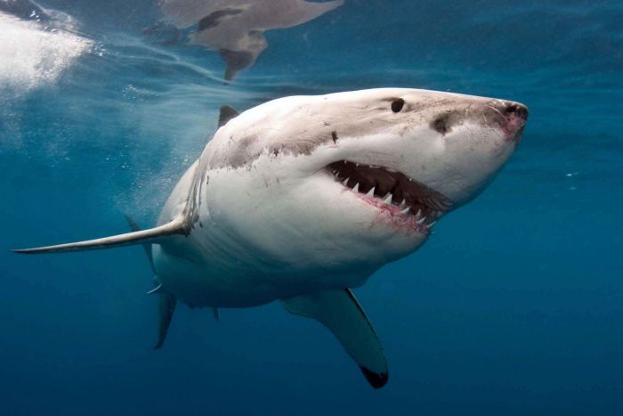 Summer's deadly list Sharks