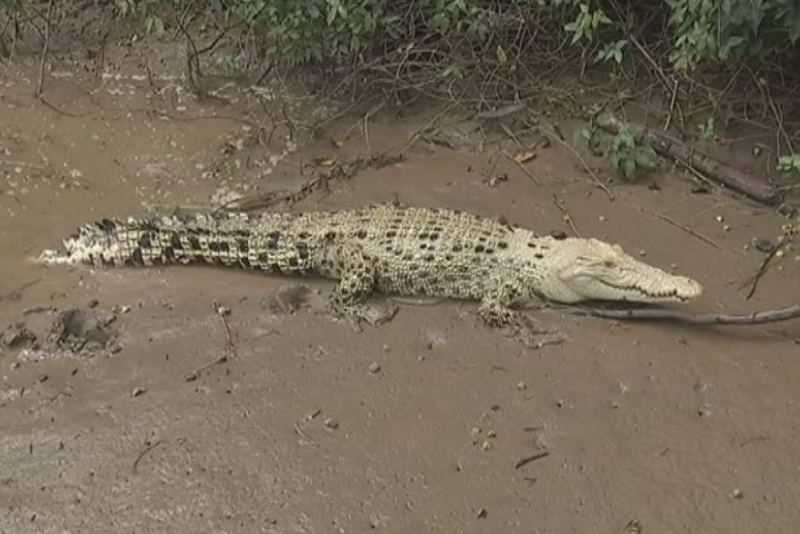 White crocodile known as Pearl