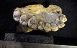 human fossil found in Israel