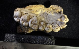 human fossil found in Israel