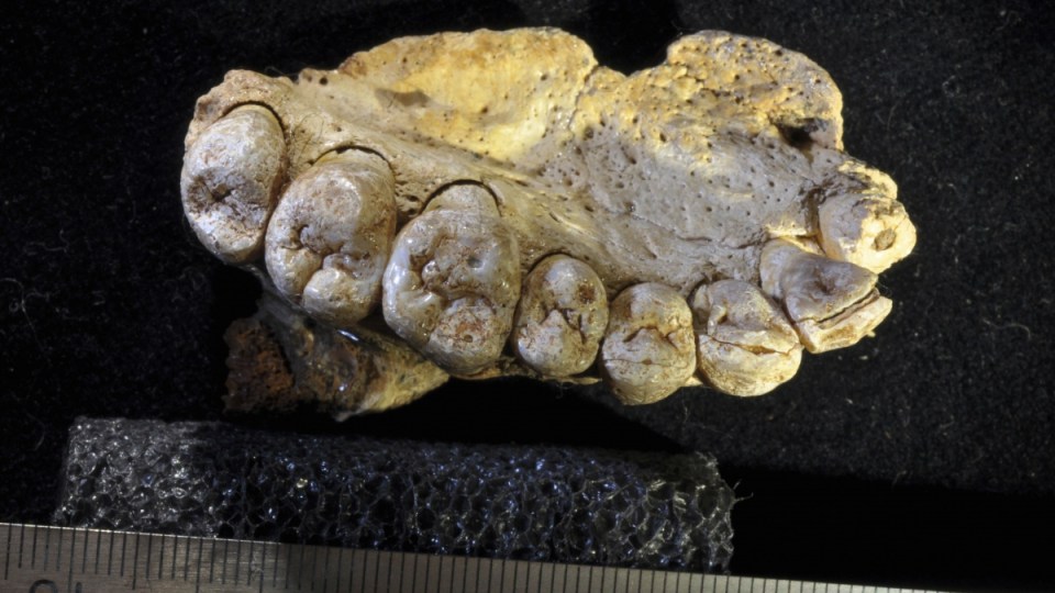 human fossil found in Israel