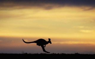 kangaroo