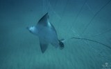 Sea Shepherd has accused the NSW state government of leaving two eagle rays to die after they became trapped in shark nets.
