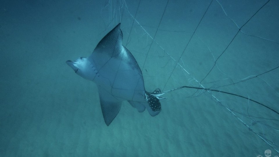 Sea Shepherd has accused the NSW state government of leaving two eagle rays to die after they became trapped in shark nets.