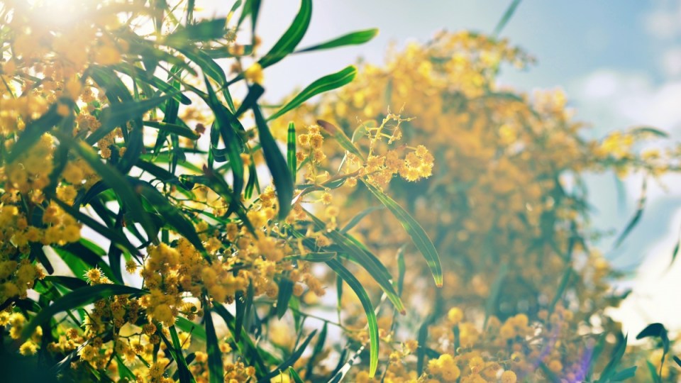 wattle space
