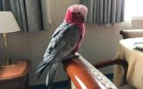 Australian galah on a cruise ship