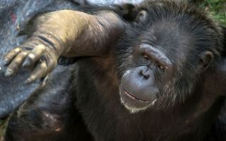 Chimpanzee
