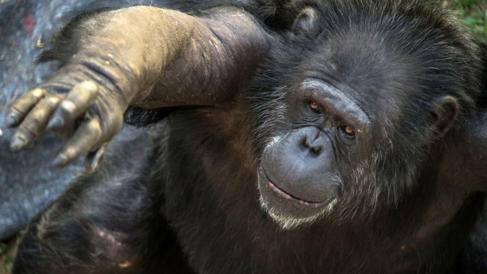 Chimpanzee