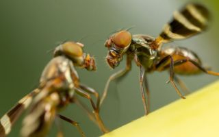 Dancing fruit flies