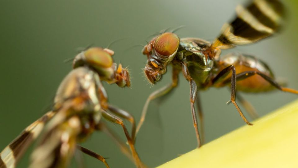 Dancing fruit flies