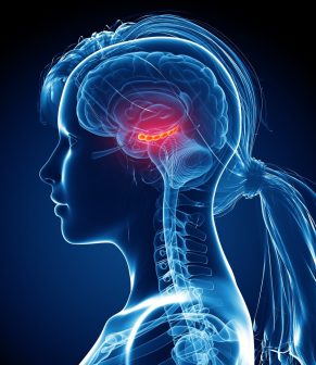 hippocampus-diagram-brain