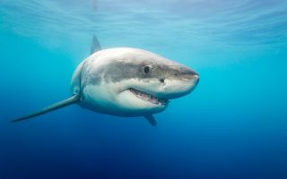 great white sharks