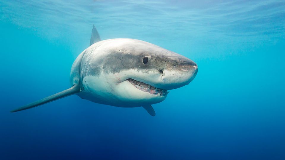 great white sharks