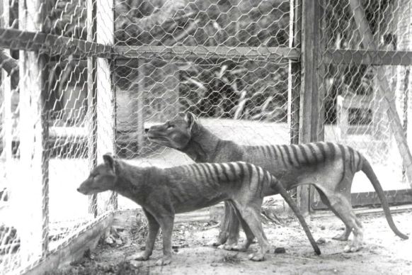Historic photo of Thylacines in 1912