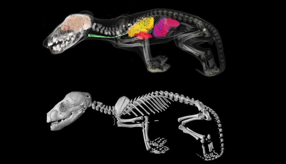 Internal structures of Thylacine joeys