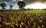 Manning-Valley-free-range-Eggs-2500