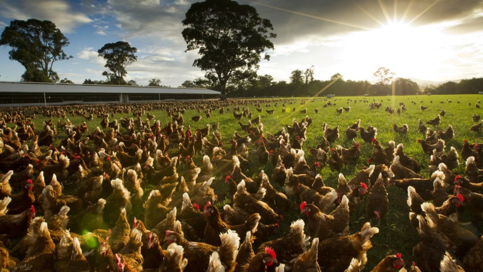 Manning-Valley-free-range-Eggs-2500