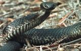 Tiger snake