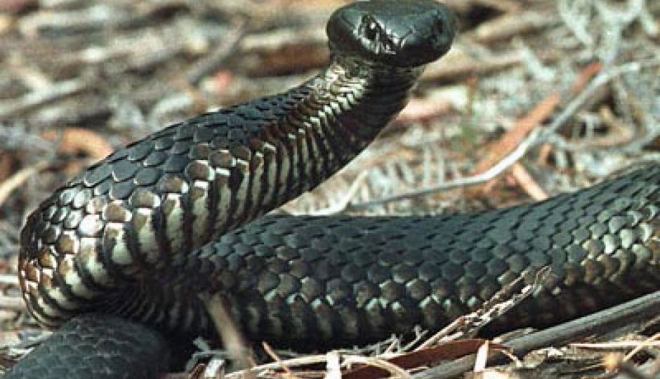Tiger snake