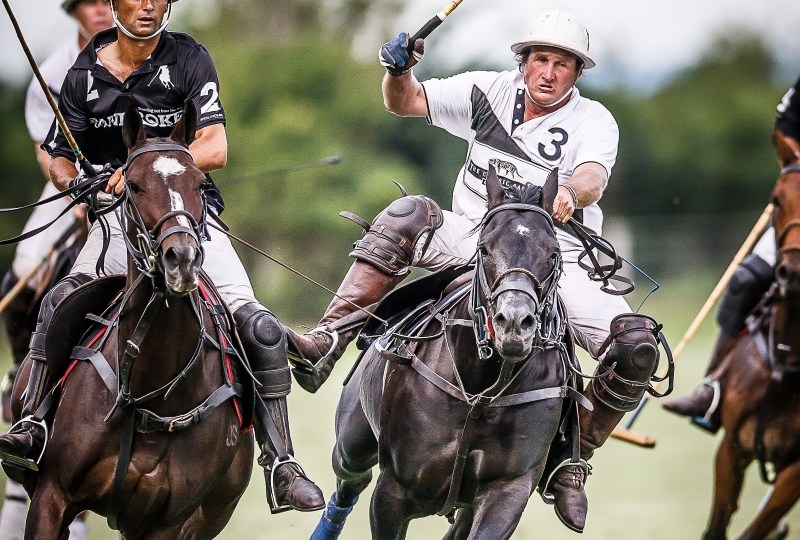 andrew-williams-polo-ponies
