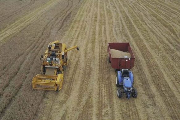barley crop