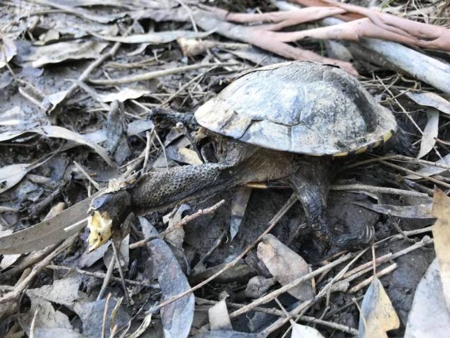 Several dead turtles have also been found around the lagoon.